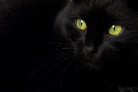 BLACK cats