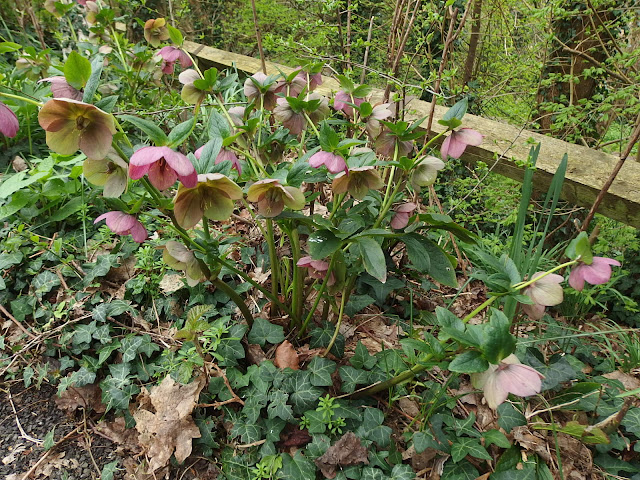 "June's hellebores" in the guerrilla garden