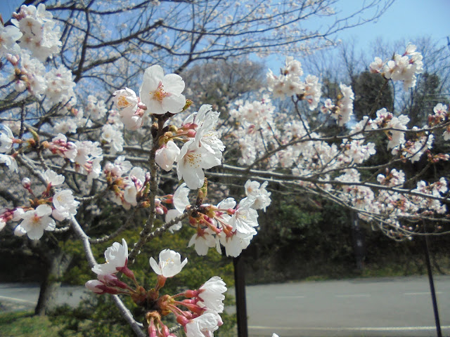 今日は美しい桜の開花をありがとう