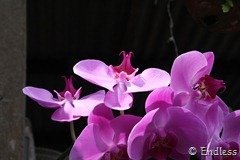 IMG_5085