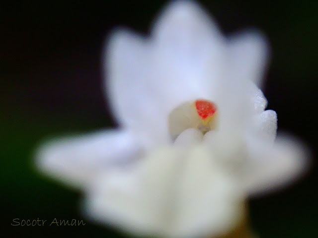 Myrmechis japonica