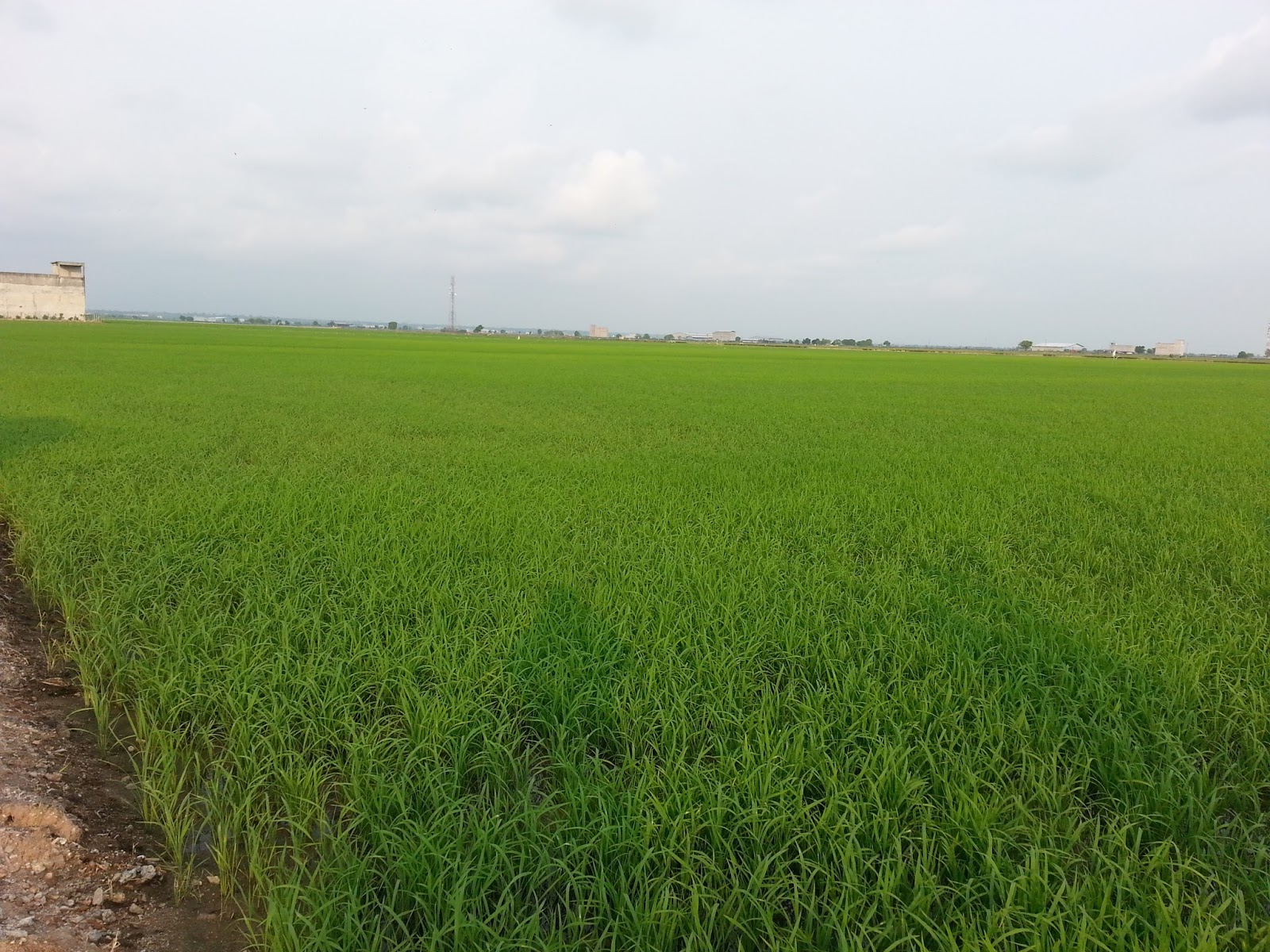 30 Gambar Sawah Padi Di Kampung Foto Pemandangan HD