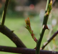 Rosentrieb im Frühjahr © H. Brune