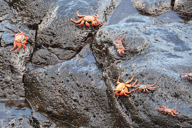 Sally Lightfoot crab Galapagos