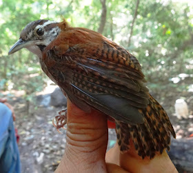 Banded Wren birds in Nicaragua
