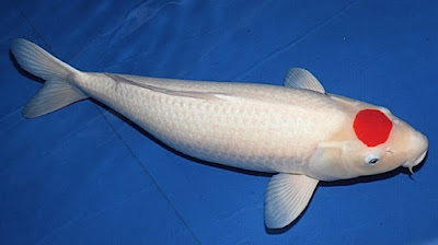 Ikan Koi Tancho
