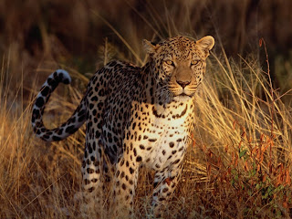 Cheetah Watching