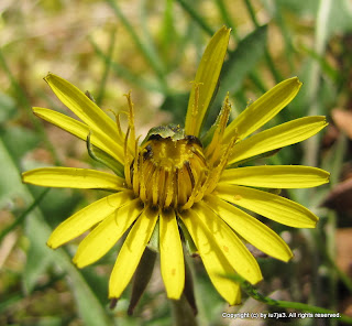 Dandelions