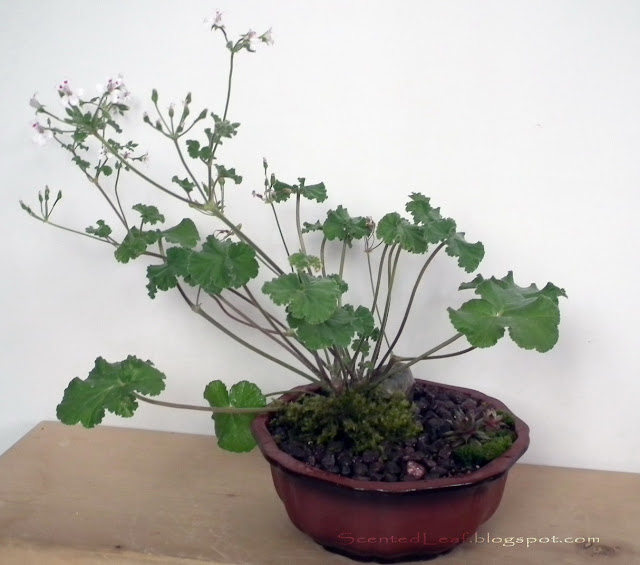 Fruit-scented miniature garden with Apple scented pelargonium / geranium