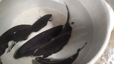 Memilih Indukan Ikan Black Ghost