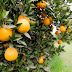 ¡Naranja alcanza precios nunca antes vistos! Tonelada se comercializa en casi 40 mil pesos
