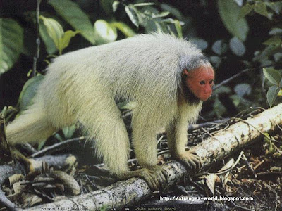 Gambar Monyet Monyet yang UNIK dan ANEH ~ blog dalimunt