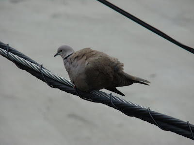 Chicago dove