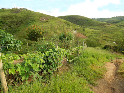 Mucuna-preta (Stizolobium aterrimum) na cerca