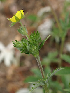 Potentille gracieuse - Potentilla pulcherrima var. pulcherrima