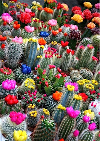 Blooming cacti