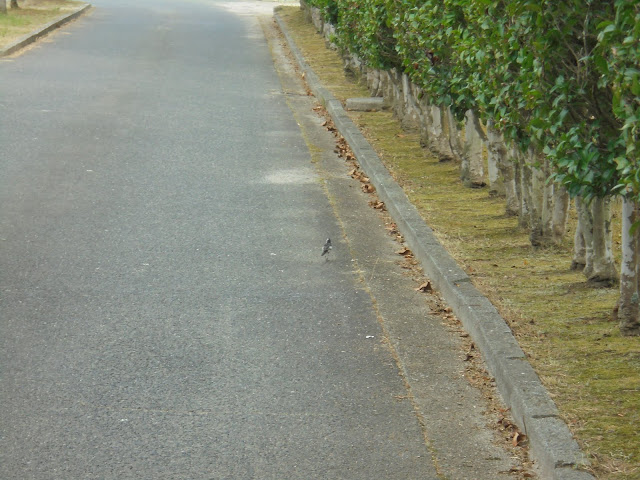 湊山公園まで降りて来ました