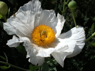 Matilija Poppy: photo by Cliff Hutson