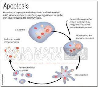 Apoptosis - Sel Kanker Bunuh Diri Akibat Propolis