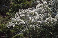 One-seed Hawthorn