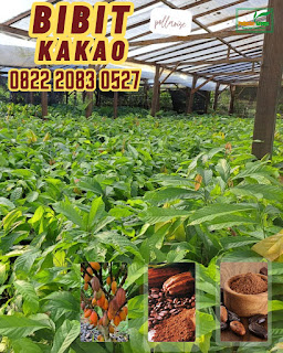 Bibit Coklat Hibrida, Bibit Kakao Bersertifikat, Bibit Coklat Hibrida Adalah, Harga Bibit Coklat Sambung Pucuk, Harga Bibit Coklat 45, Harga Bibit Cokat Mec 02, Harga Bibit Coklat Sambung, Bibit Coklat Ember, Bibit Jagung Coklat