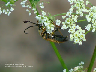 Stictoleptura (Aredolpona) rubra male DSC88421