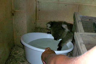 cute baby koala photo tests the temperature of the cool water in bucket before taking a bath to escape the heat picture