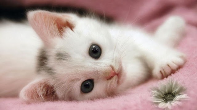 Cute Cats HD Wallpaper Free