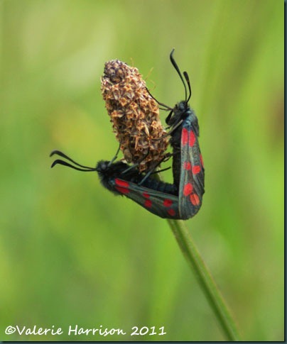 29-six-spot-burnets