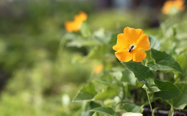 Black-Eyed Susan Vine Flowers Pictures