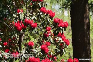 神代植物公園の西洋シャクナゲ写真