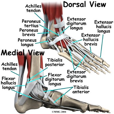 anatomy of foot. The movement of the foot