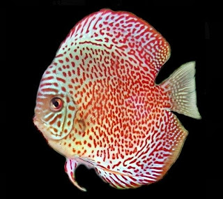 ikan discus