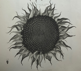 A detailed engraving of a sunflower next to a sunflower seed.