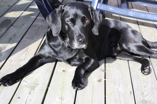 Sommar 2012 054