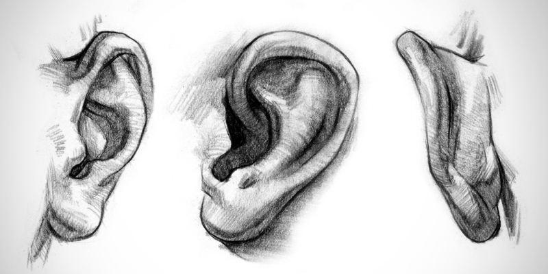 Telinga manusia