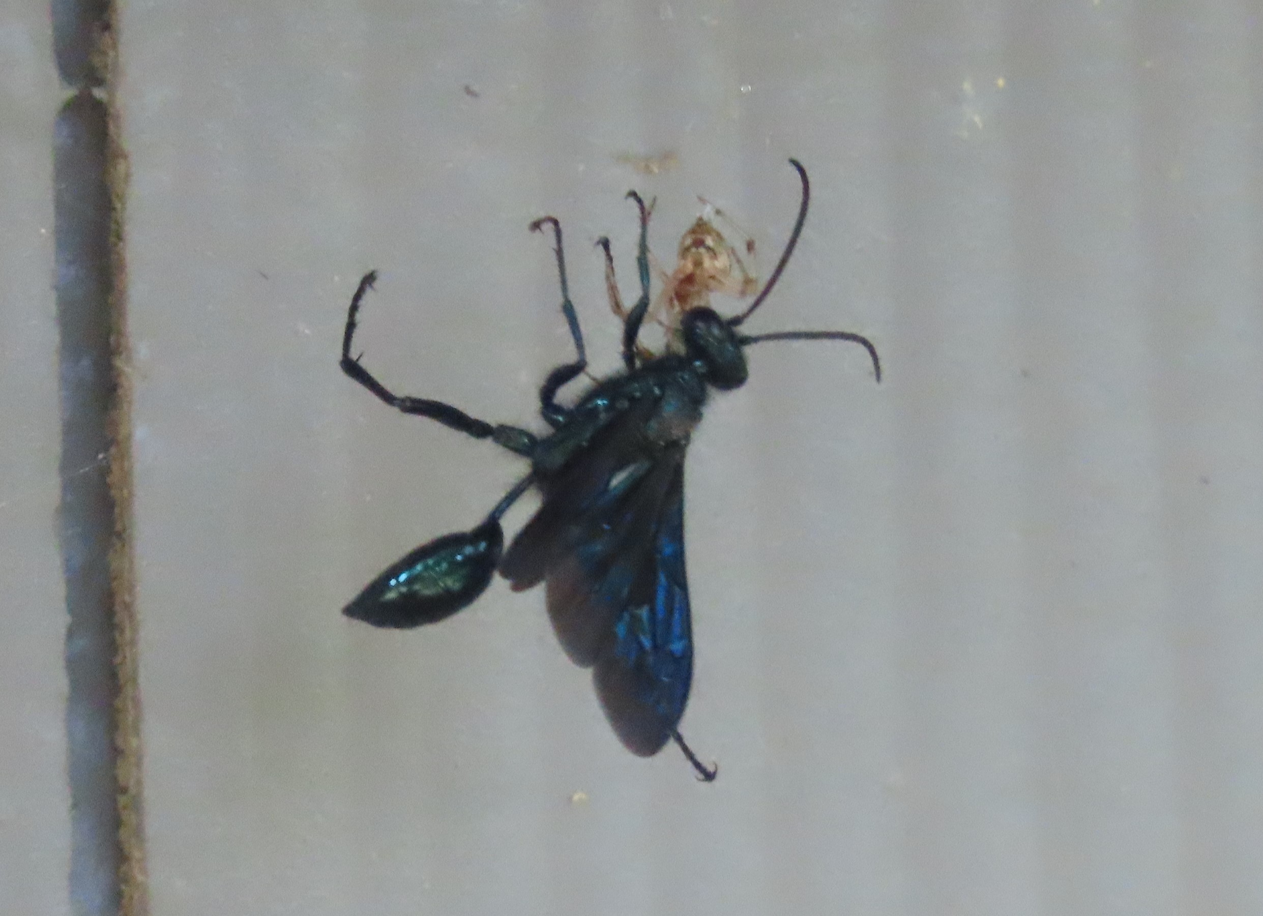 Maryland Biodiversity Project - Blue Mud Wasp (Chalybion californicum)