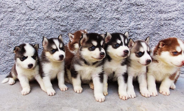 Divertido, aventureiro, alerta, independente, inteligente, teimoso, travesso e obstinado. Tudo isso descreve o Husky Siberiano. Essa raça adora correr sempre que pode. Geralmente se dá bem com outros cães da casa. Na verdade, ele é um cão muito social que precisa da companhia de outros cães ou de seres humanos. Ele pode caçar gatos ou gado. Alguns uivam, cavam e roem.