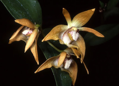 Dendrobium fleckeri care and culture