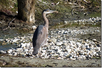 Great Blue Heron
