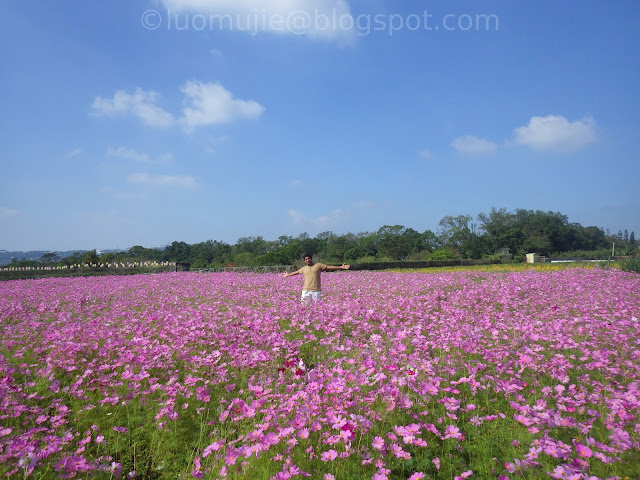 Xinshe Sea of Flowers