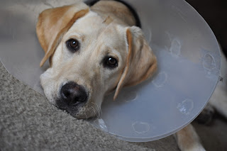  Bob withi his head on the floor and his cone up around it. He looks slightly miserable lol