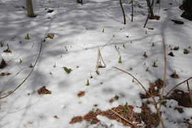 mid-April ground cover in the North Country