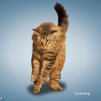 yoga with cat
