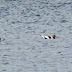 Avocets and Western Grebes, stop-over at Brush Hollow Reservoir