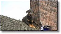 Picture of dog on roof