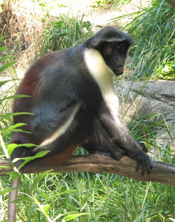 cercopithecidae Cercopiteco diana Cercopithecus diana