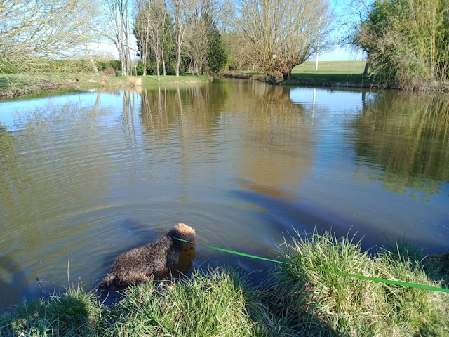 Airedale terrier in a pond, Indre et Loire, France. Photo by Loire Valley Time Travel.