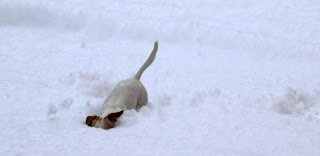 Thelma digging up a snow ball