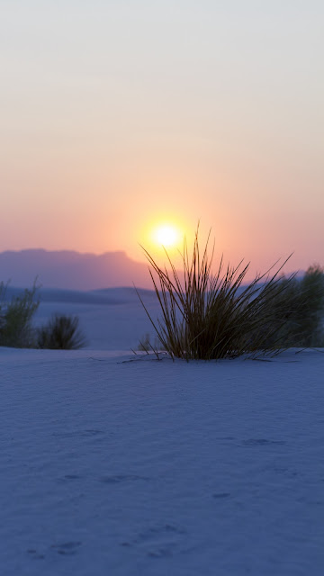 Wallpaper Nature, Grass, Sunset, Desert